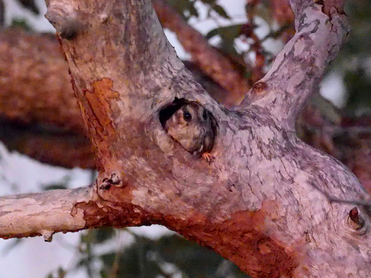 Australian Owlet-nightjar - David Boyle