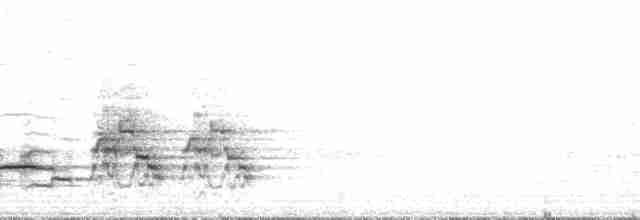 Дрізд-короткодзьоб плямистоволий - ML93795