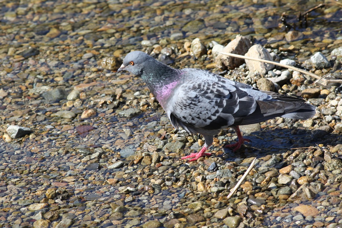 Rock Pigeon (Feral Pigeon) - ML93795221