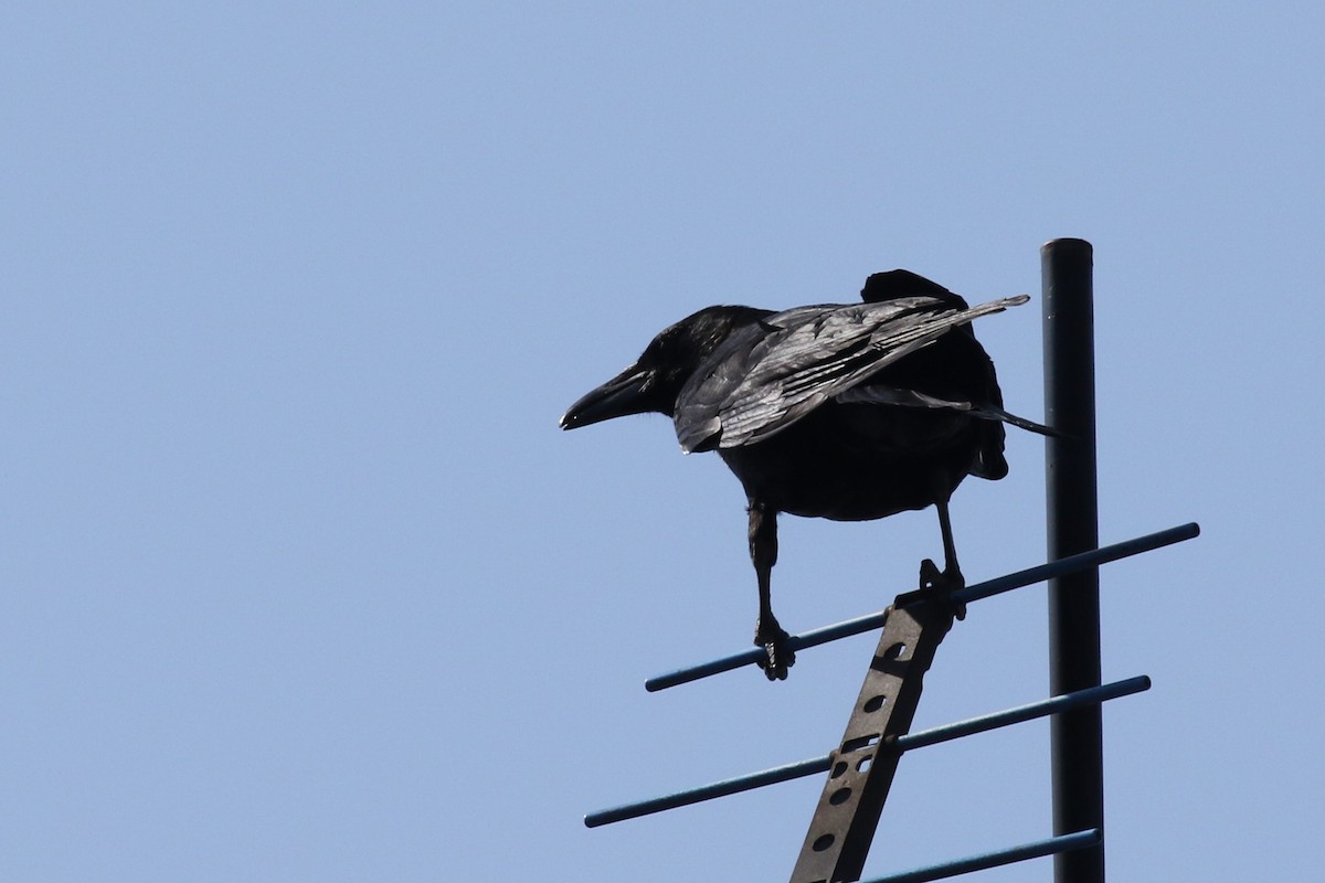 Large-billed Crow - ML93796251
