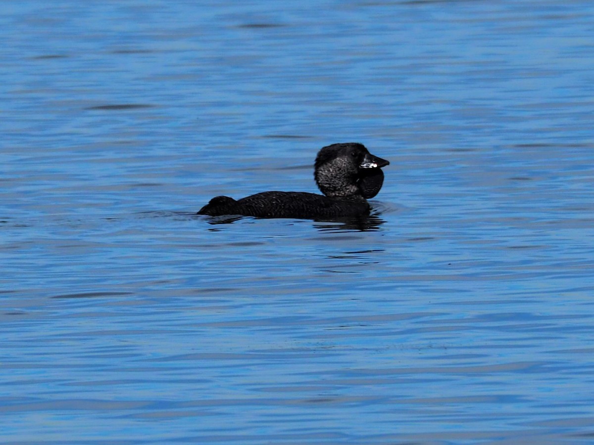Musk Duck - Deb Oliver