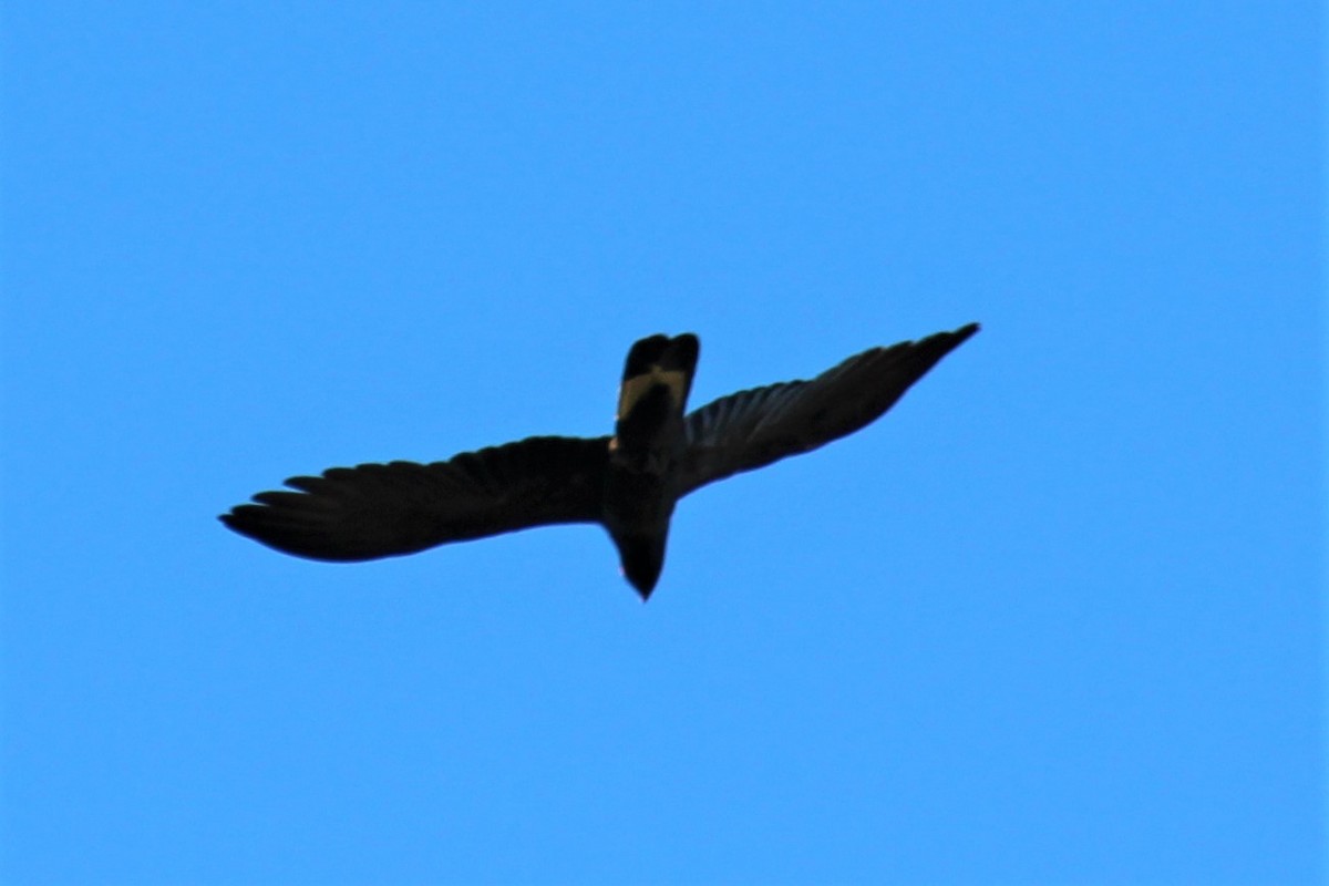 Yellow-tailed Black-Cockatoo - Grace Fieg