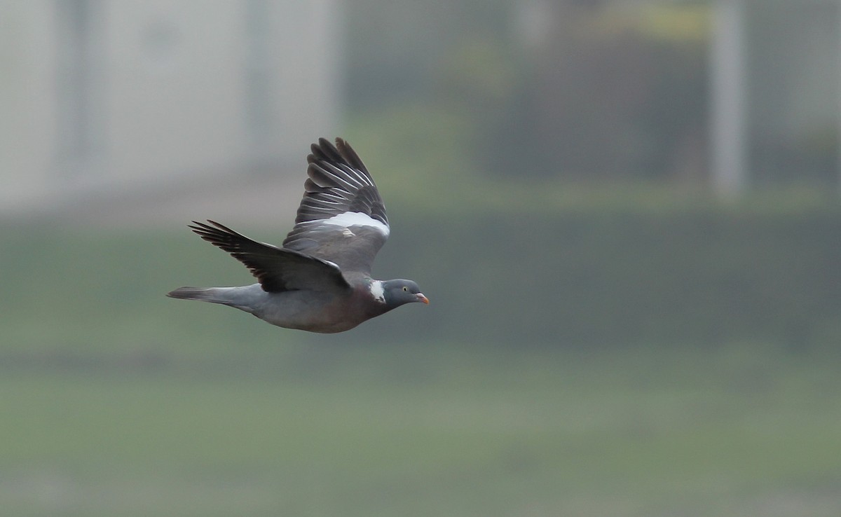 Common Wood-Pigeon - Adrien Mauss