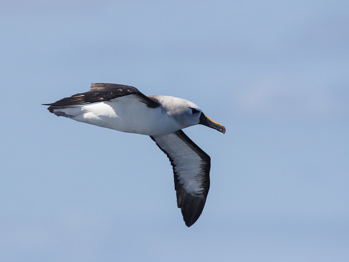 Atlantic Yellow-nosed Albatross - Niall D Perrins