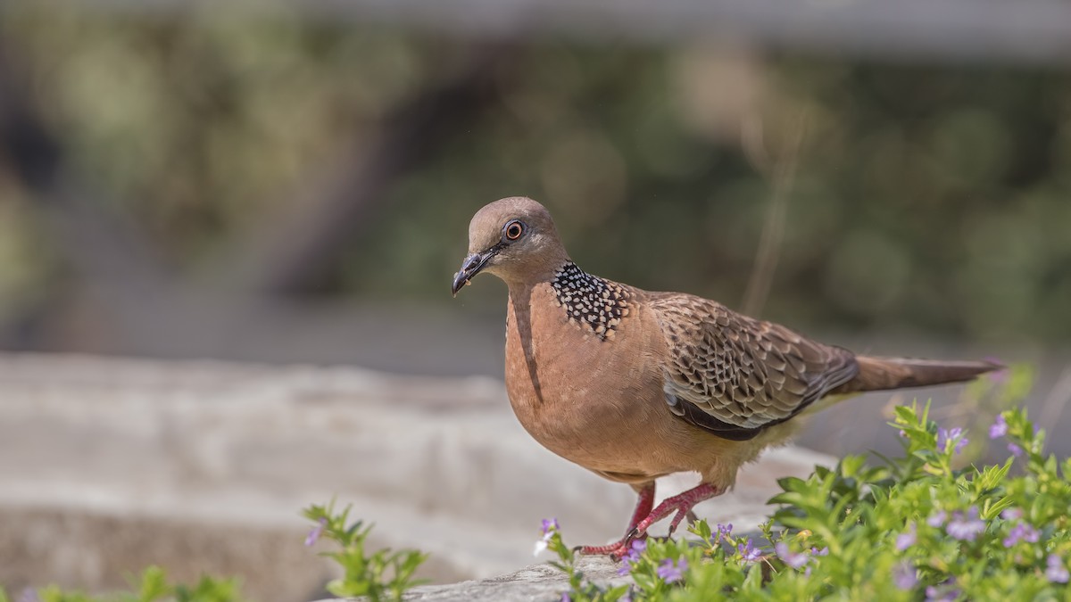 Spotted Dove - ML93800991