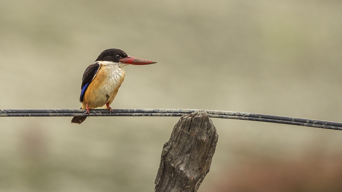 Black-capped Kingfisher - H. Çağlar Güngör