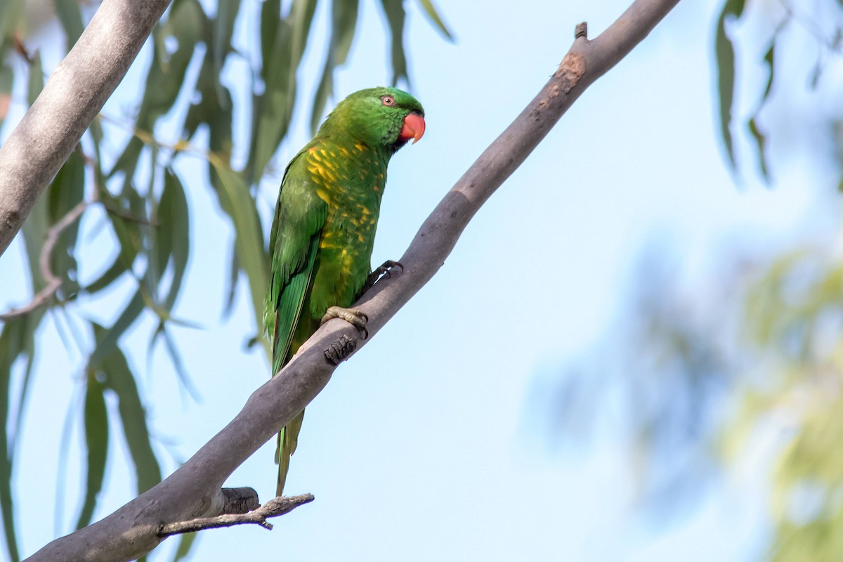 Scaly-breasted Lorikeet - Andrew Allen