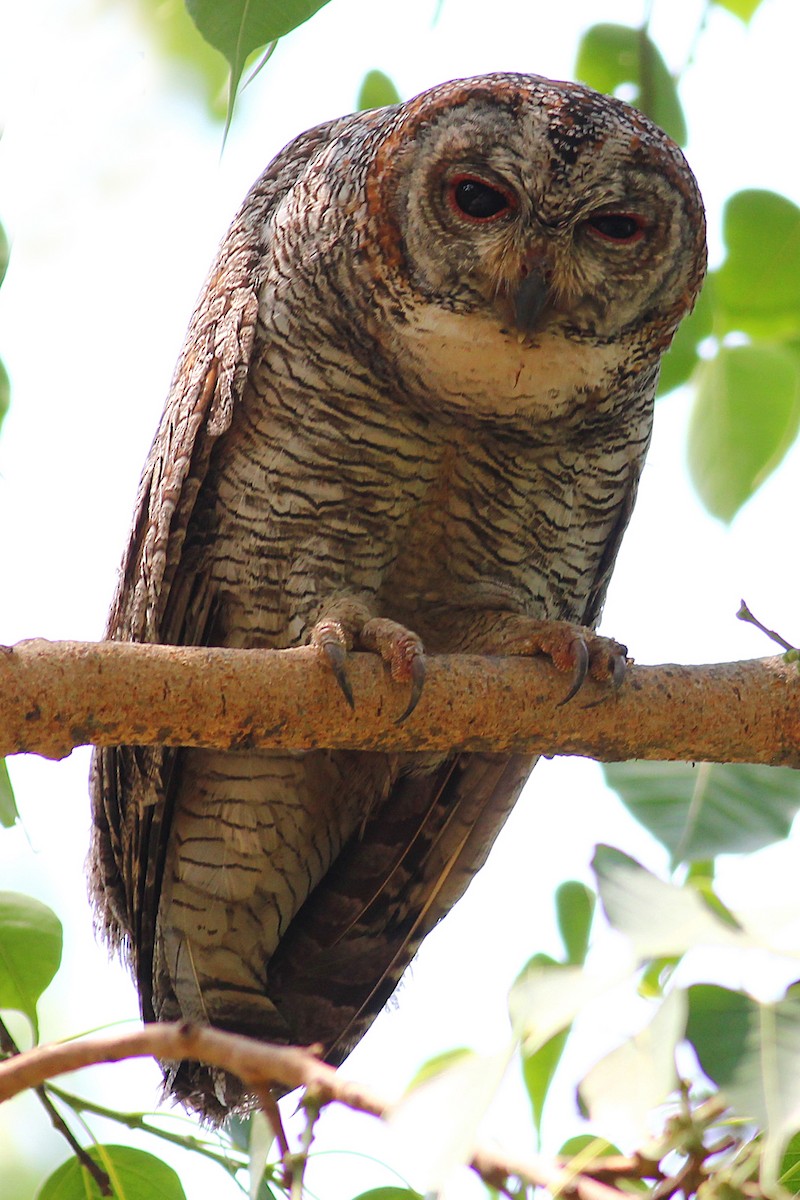 Mottled Wood-Owl - Aravind AM