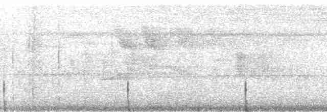 Бурохвостая ньютония - ML93805