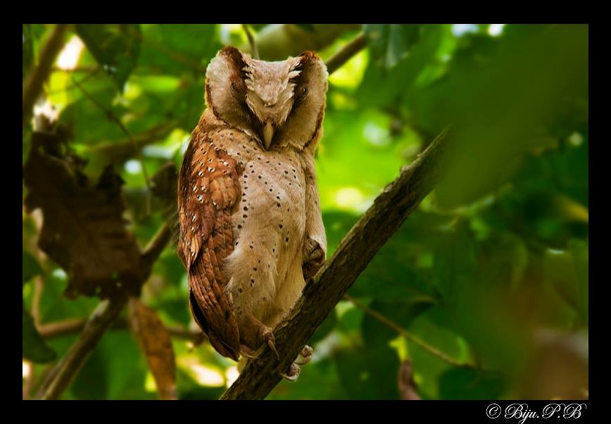 Sri Lanka Bay-Owl - ML93812871