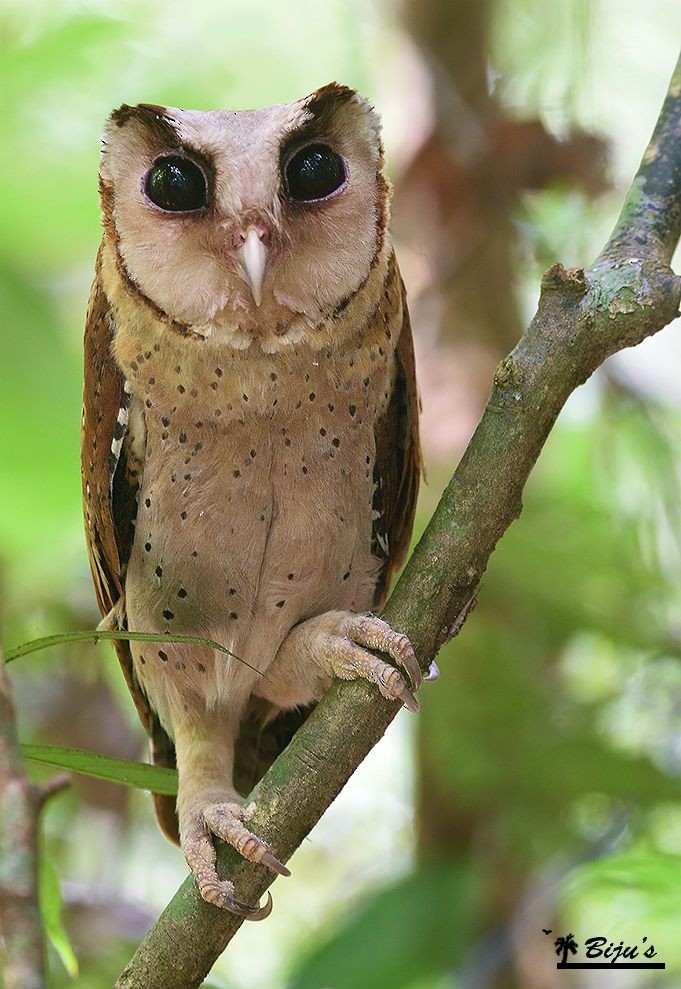 Sri Lanka Bay-Owl - Biju PB