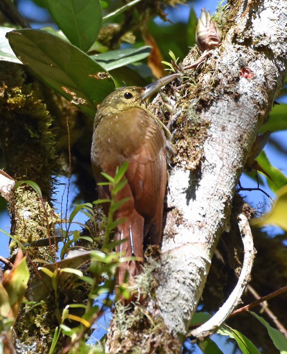 Spotted Woodcreeper - ML93815141