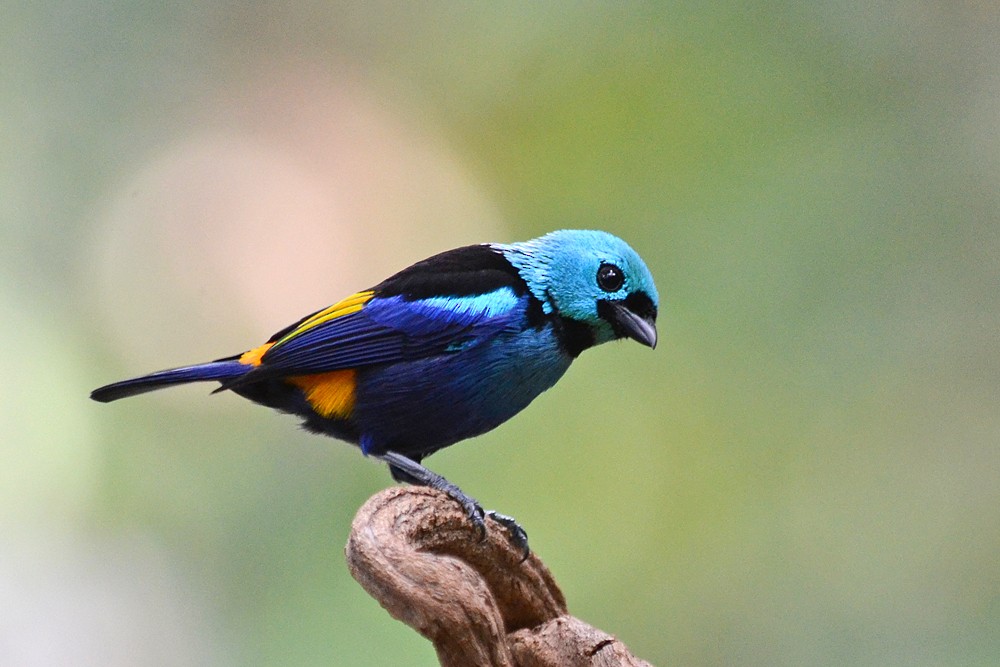 Seven-colored Tanager - Bruno Rennó