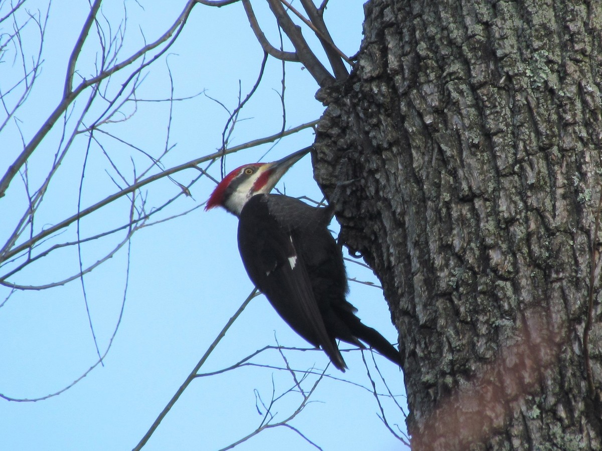 Pileated Woodpecker - Susan Carpenter
