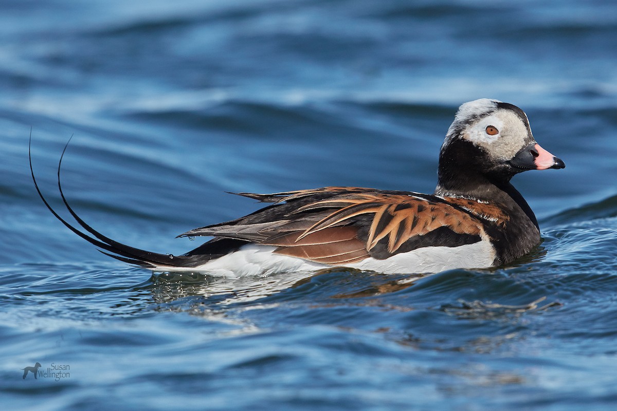 Long-tailed Duck - Susan Wellington