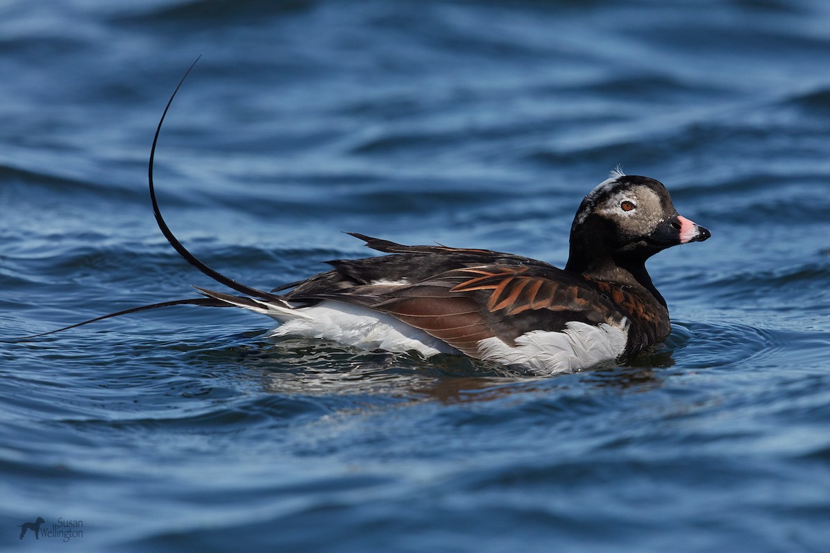 Long-tailed Duck - ML93821871