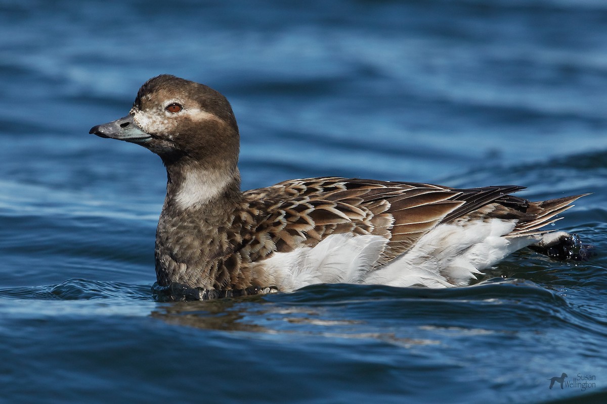 Long-tailed Duck - ML93821881
