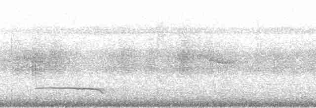 Крючкоклювая ванга (cetera) - ML93822
