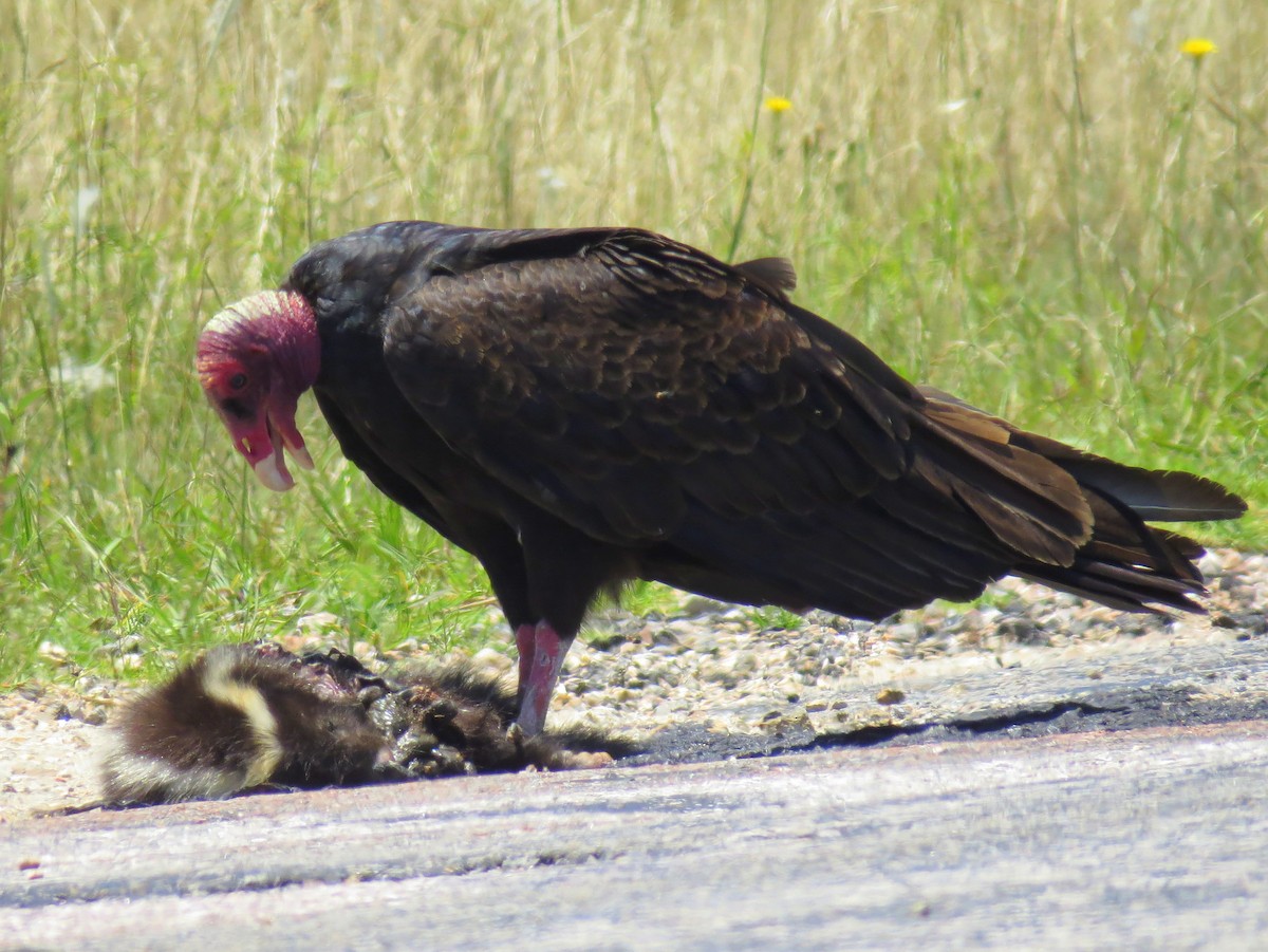 Turkey Vulture - Carlos Crocce