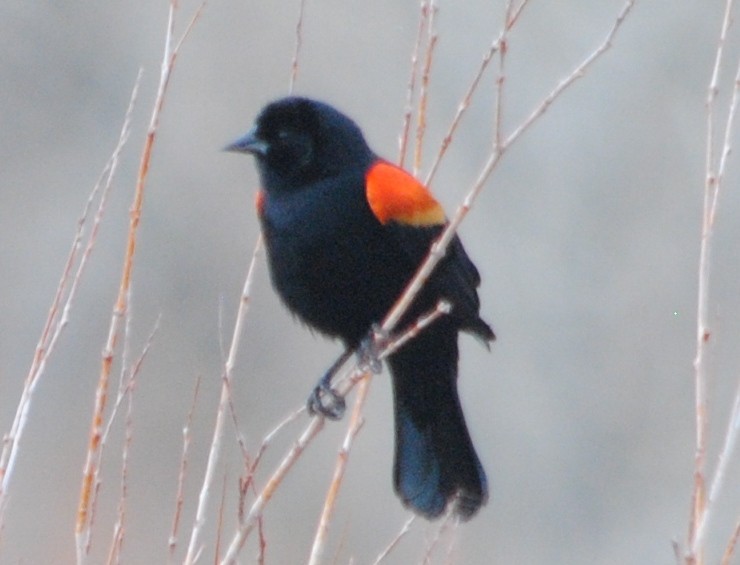 Red-winged Blackbird - Joshua  Smith