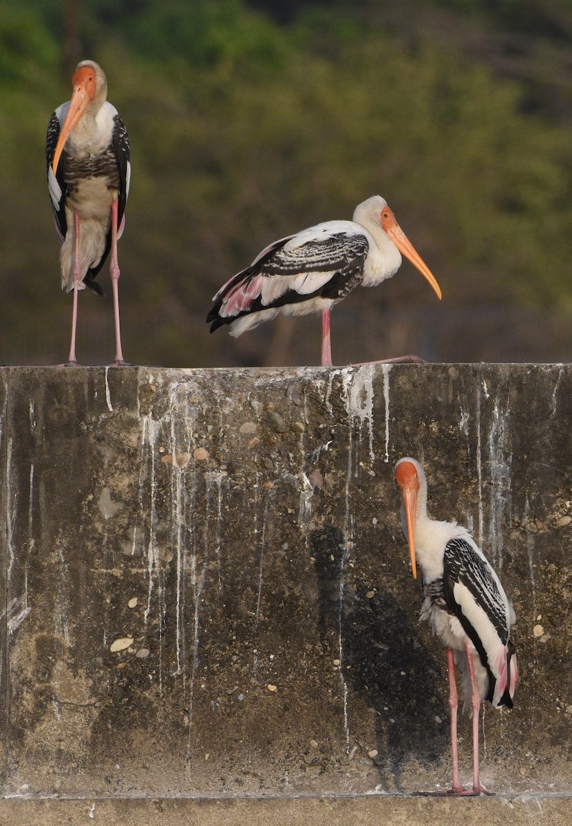 Painted Stork - Sanjiv Khanna