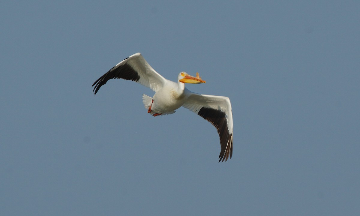 American White Pelican - ML93826961
