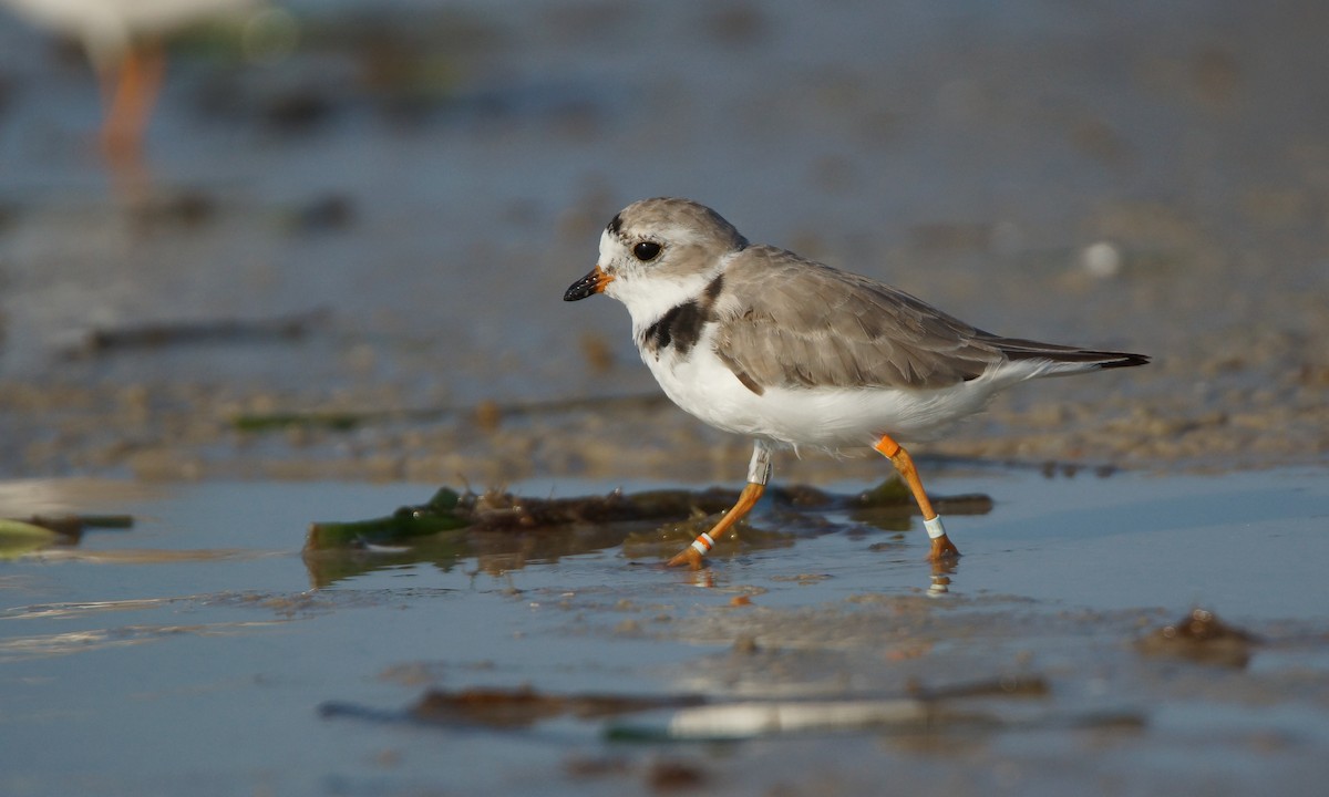 Piping Plover - ML93827401