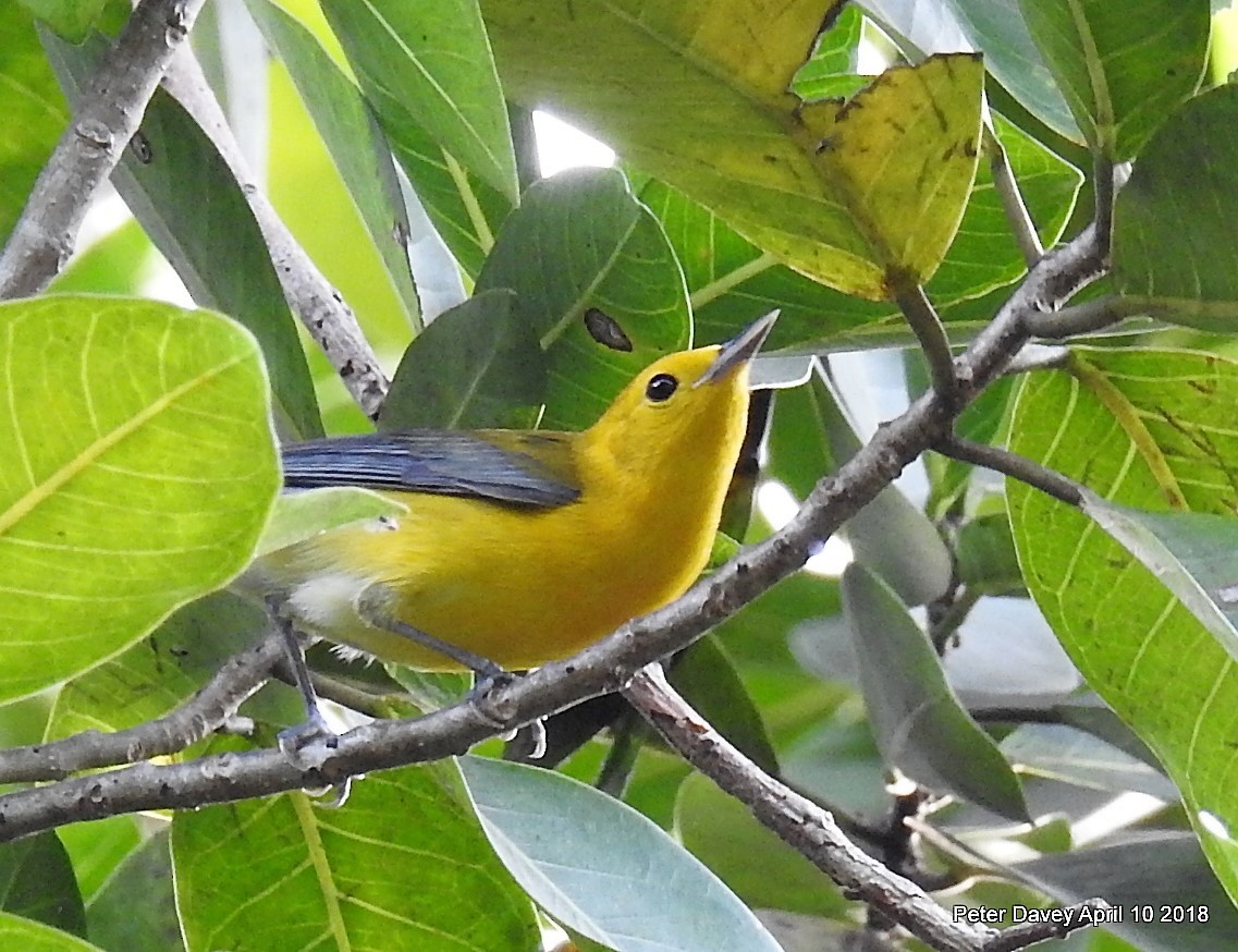 Prothonotary Warbler - Peter Davey
