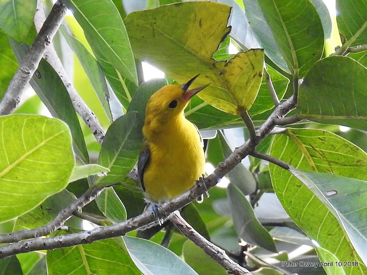 Prothonotary Warbler - ML93827851
