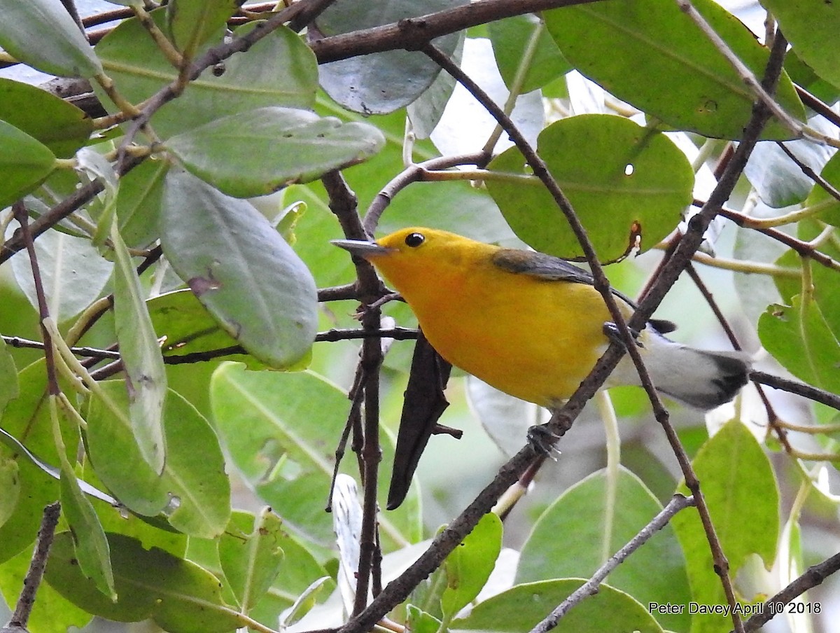 Prothonotary Warbler - ML93827931