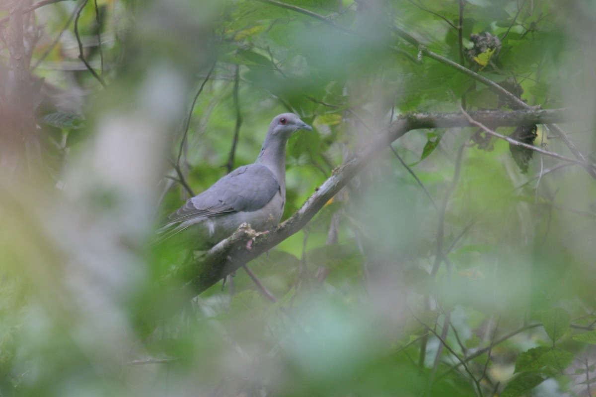 Ring-tailed Pigeon - Rusty Trump