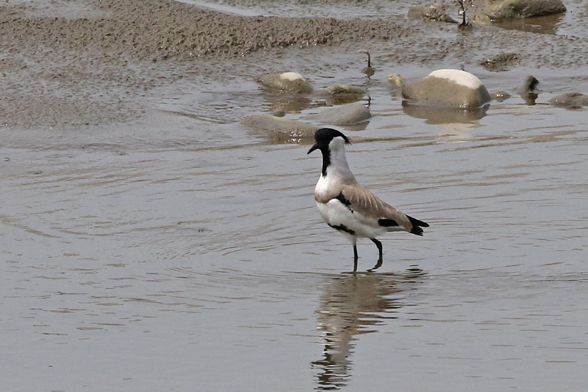 River Lapwing - Charley Hesse TROPICAL BIRDING