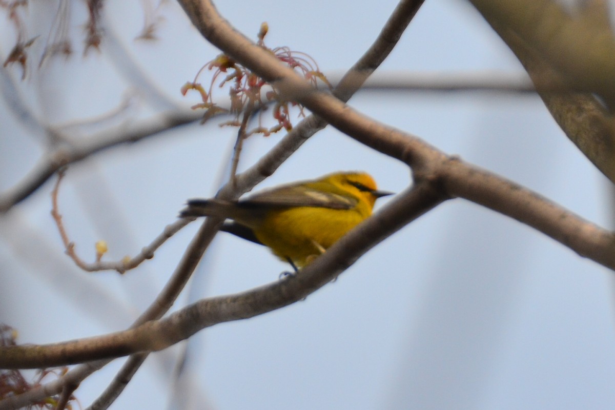 Blue-winged Warbler - Michael Turso