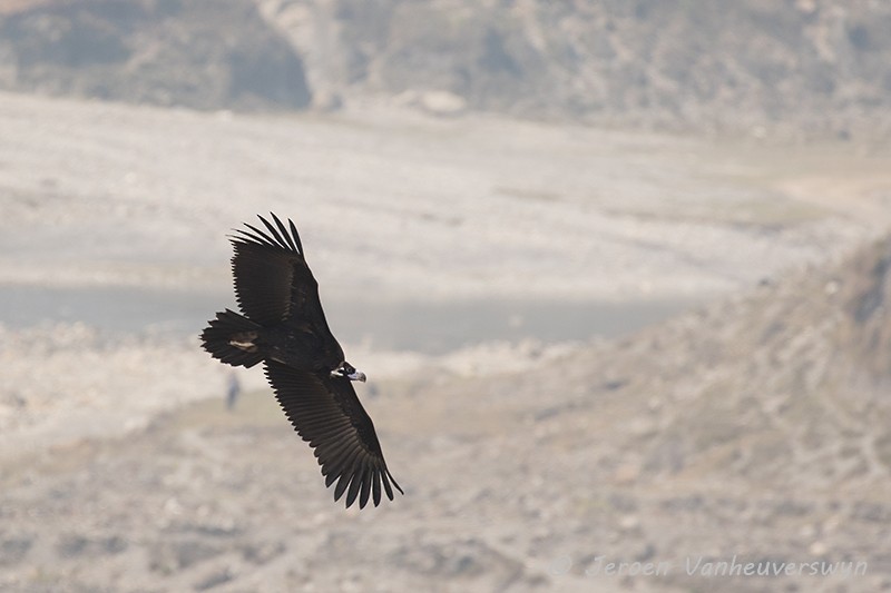 Cinereous Vulture - Jeroen Vanheuverswyn