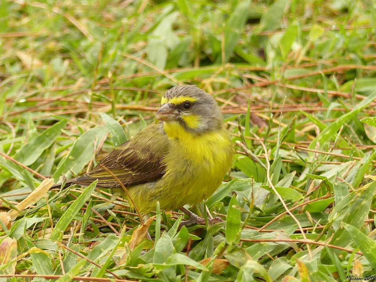 Yellow-fronted Canary - Micheline Bisson