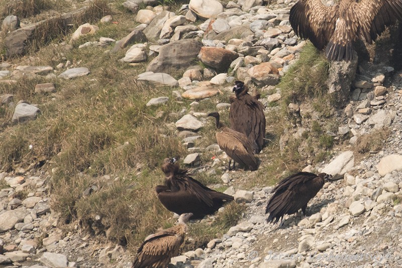 Slender-billed Vulture - ML93837911