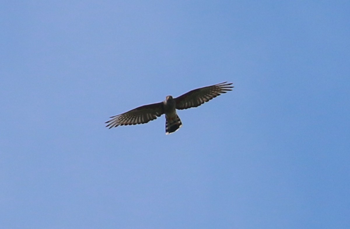 African Cuckoo-Hawk - ML93840271