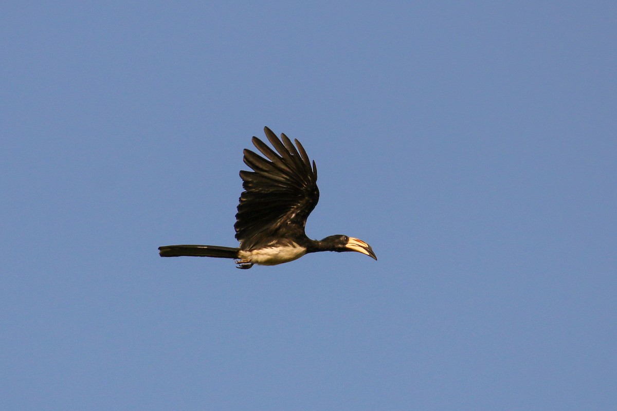 West African Pied Hornbill - ML93840291