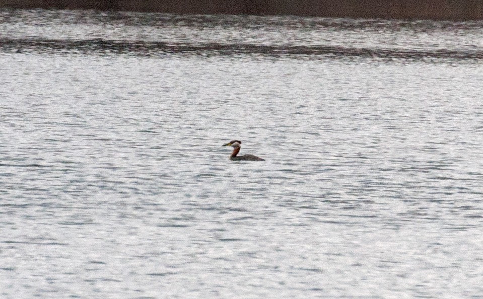 Red-necked Grebe - ML93842421