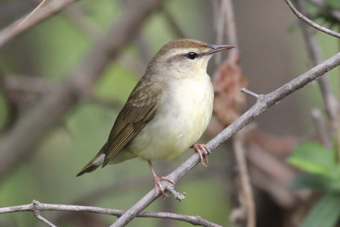 Swainson's Warbler - Irvin Pitts