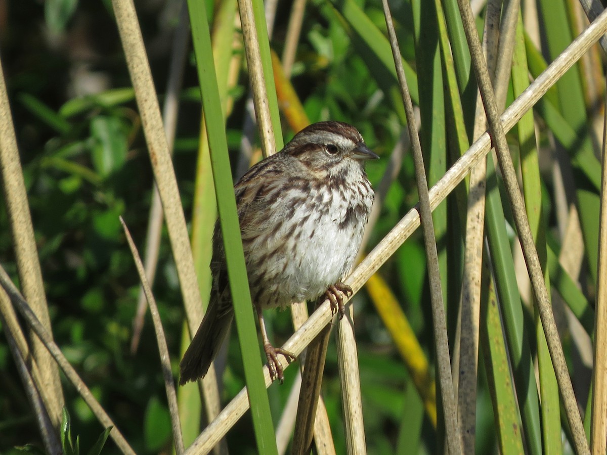 Song Sparrow - Tom Edell