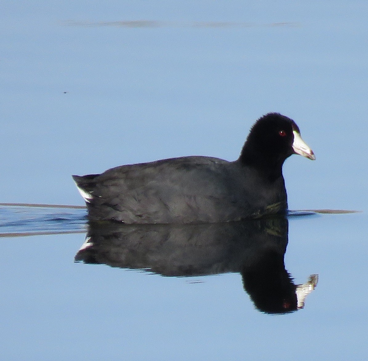 American Coot (Red-shielded) - ML93845741