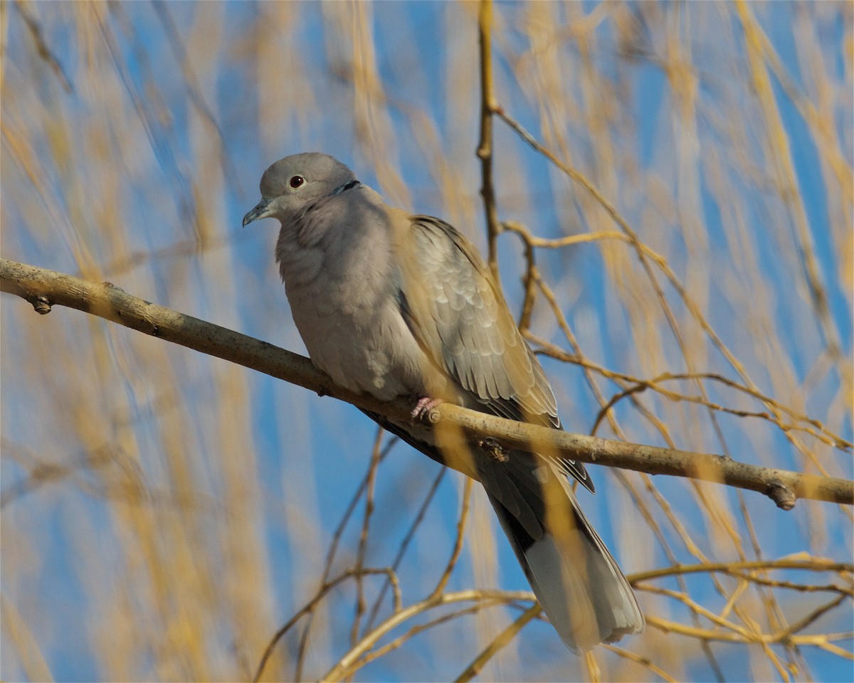 Eurasian Collared-Dove - ML93847881