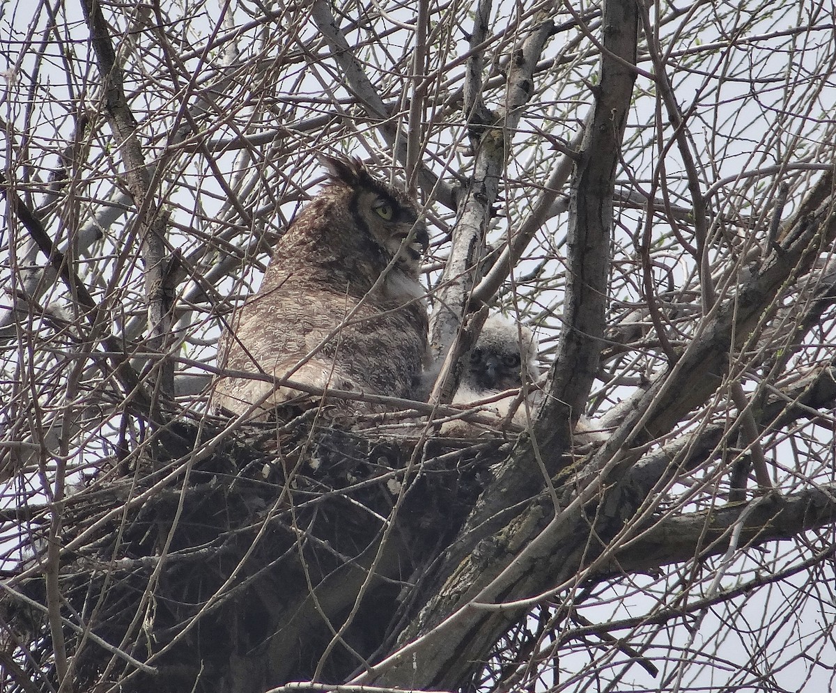 Great Horned Owl - ML93848131