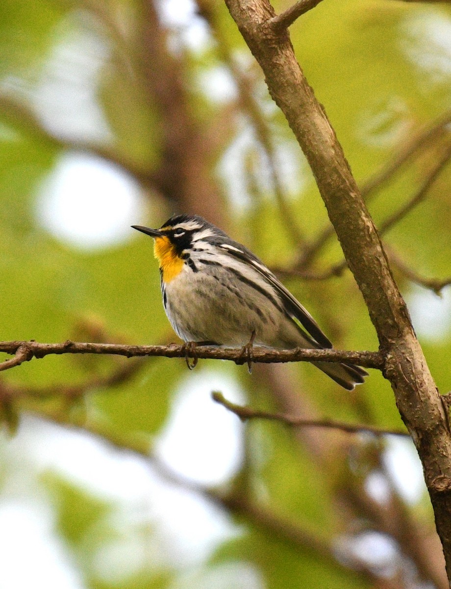 Yellow-throated Warbler - Joe Wujcik