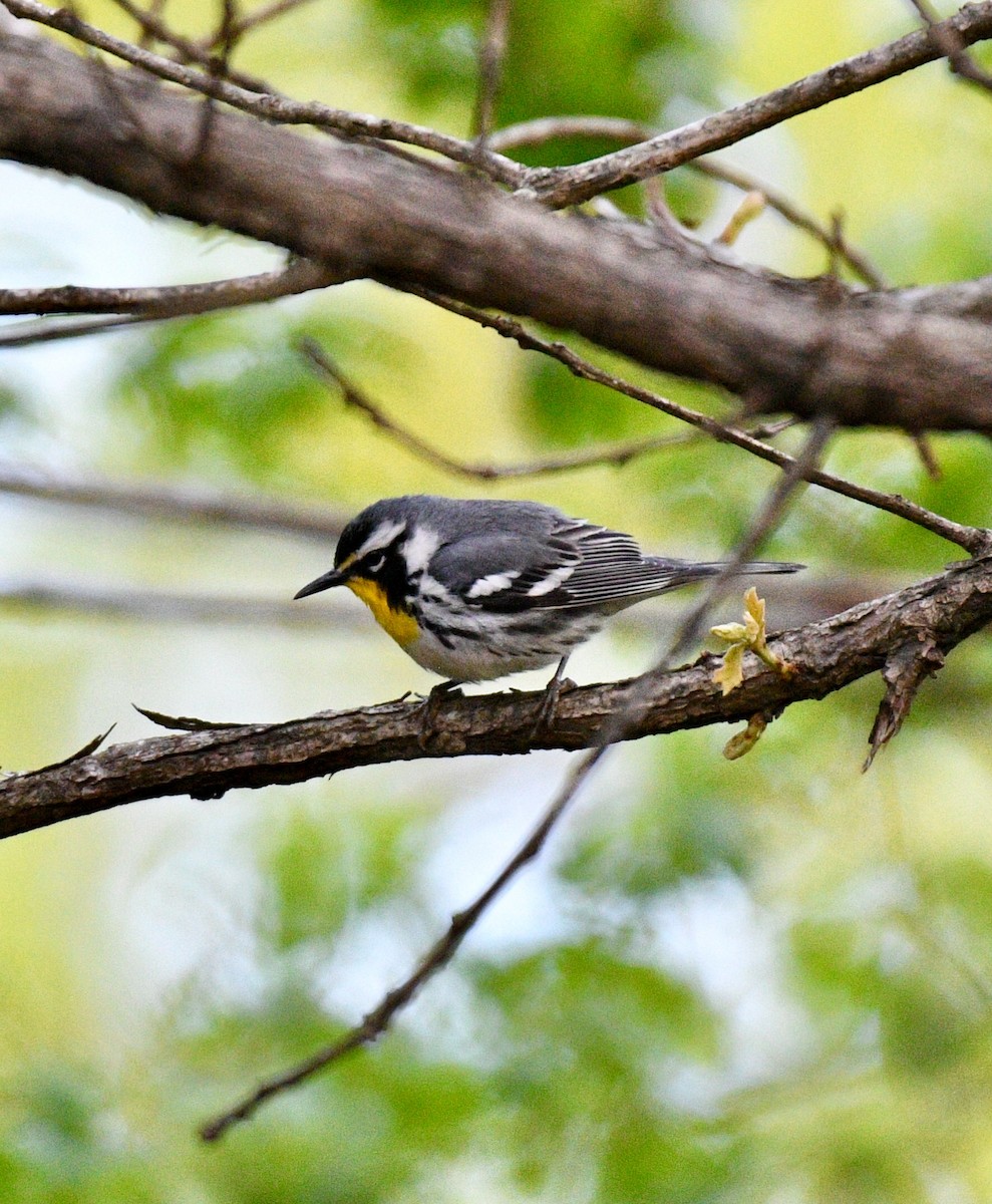 Yellow-throated Warbler - ML93850231