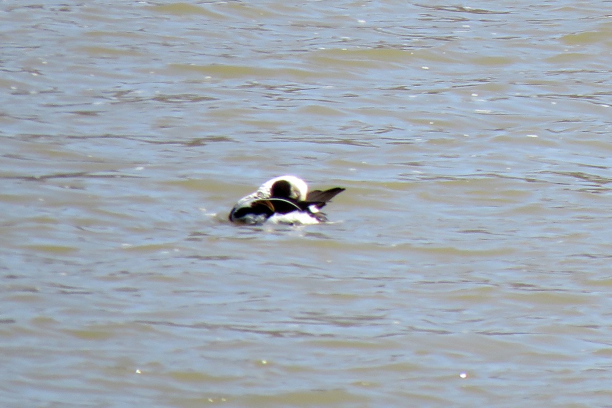 Long-tailed Duck - Jeff Culler