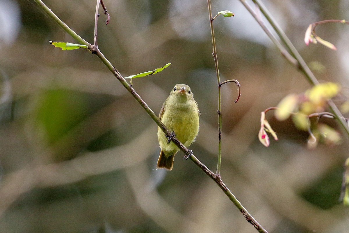 Little Green Sunbird - ML93855861