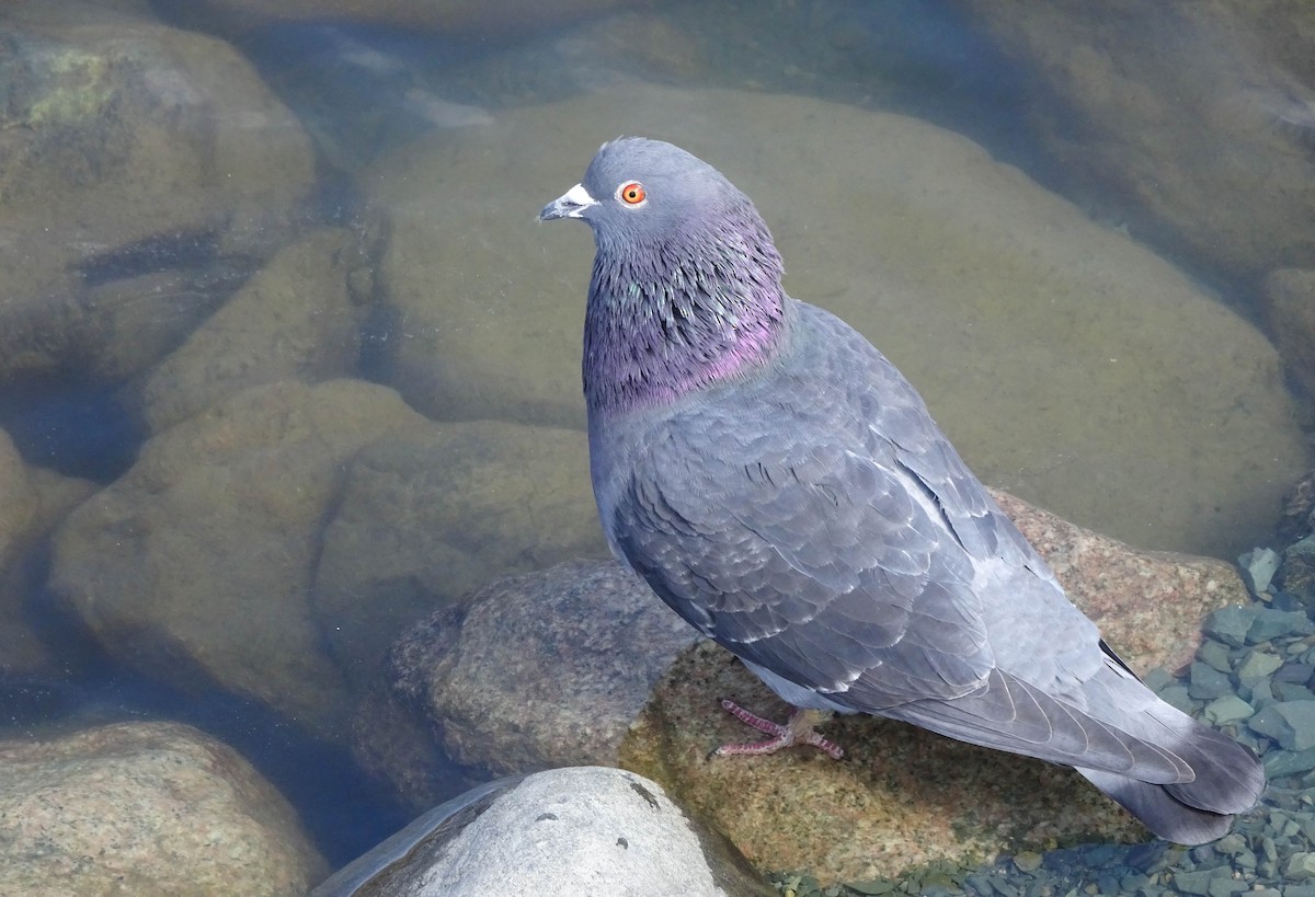 Rock Pigeon (Feral Pigeon) - Anna Elkins