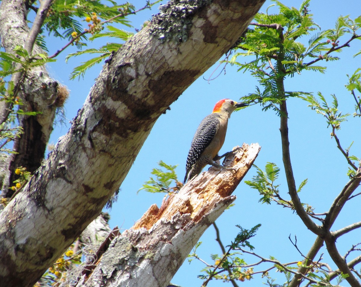 Golden-fronted Woodpecker - Chico Muñoz